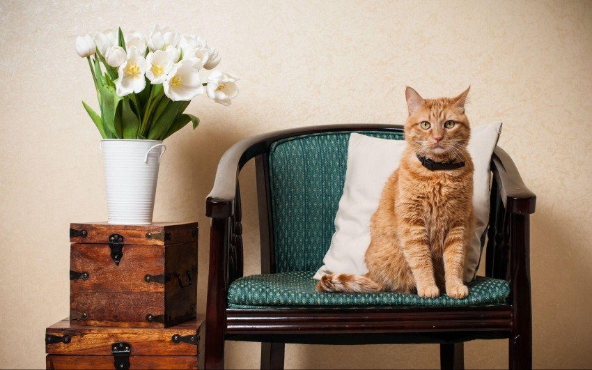IDEE PER ARREDARE CASA A MISURA DI FELINO