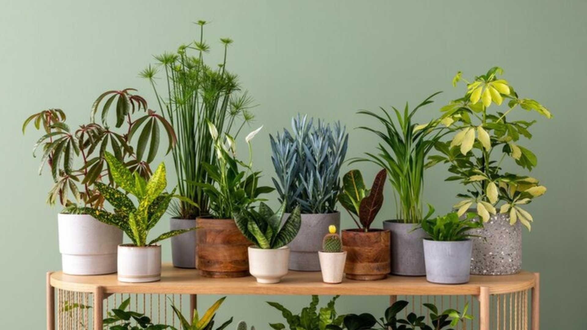 plants_care-IDW-Italia_Prague-Biella