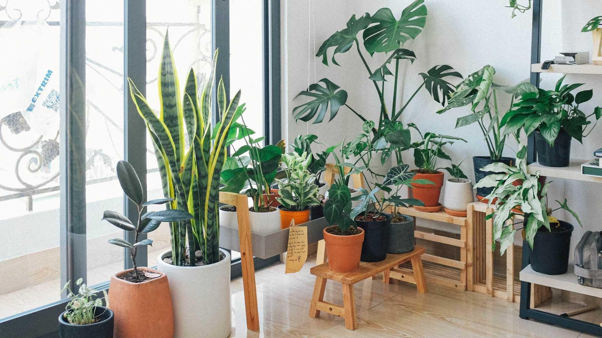 plants_care-IDW-Italia_Prague-Biella