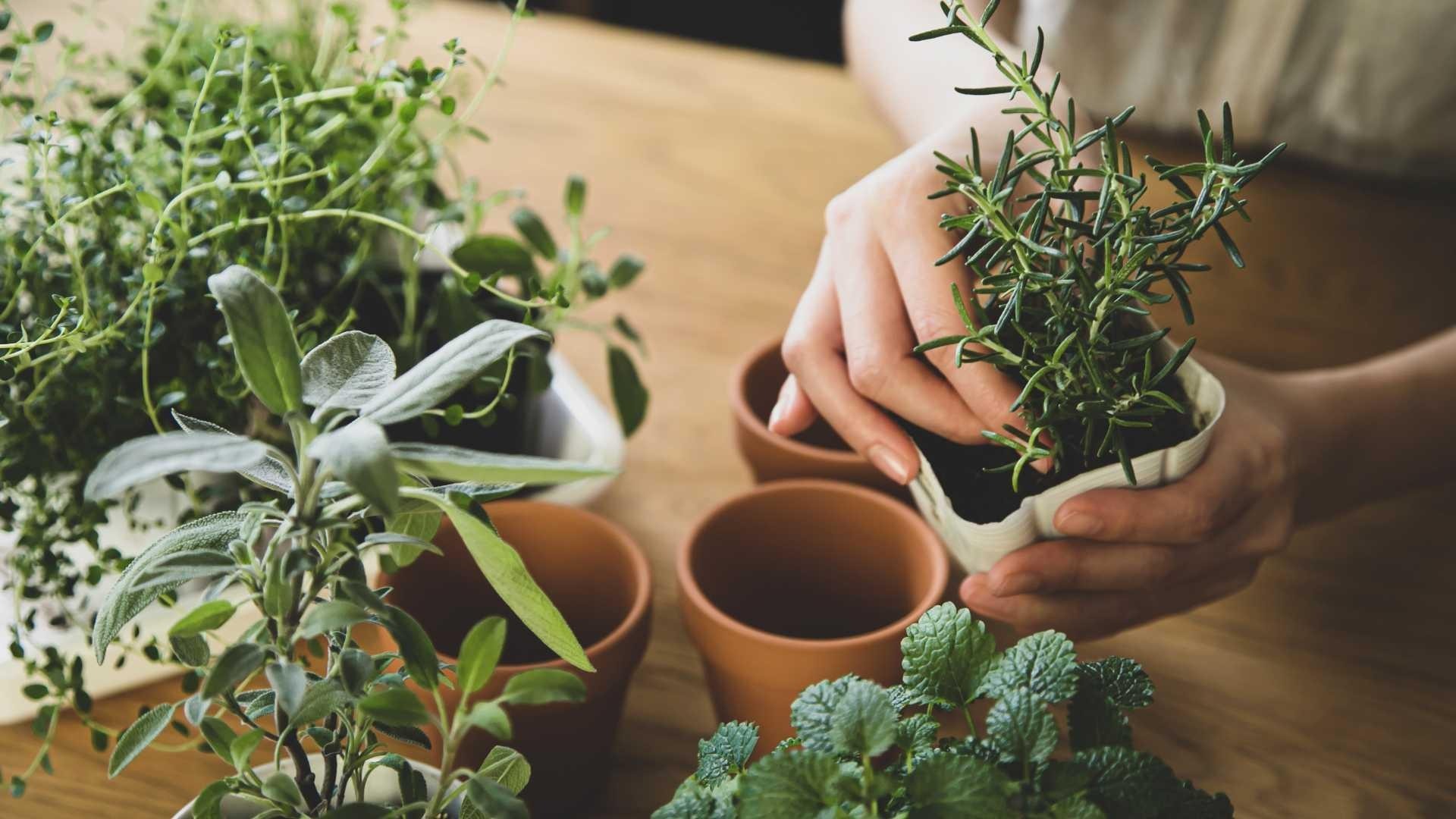 plants_care-IDW-Italia_Prague-Biella