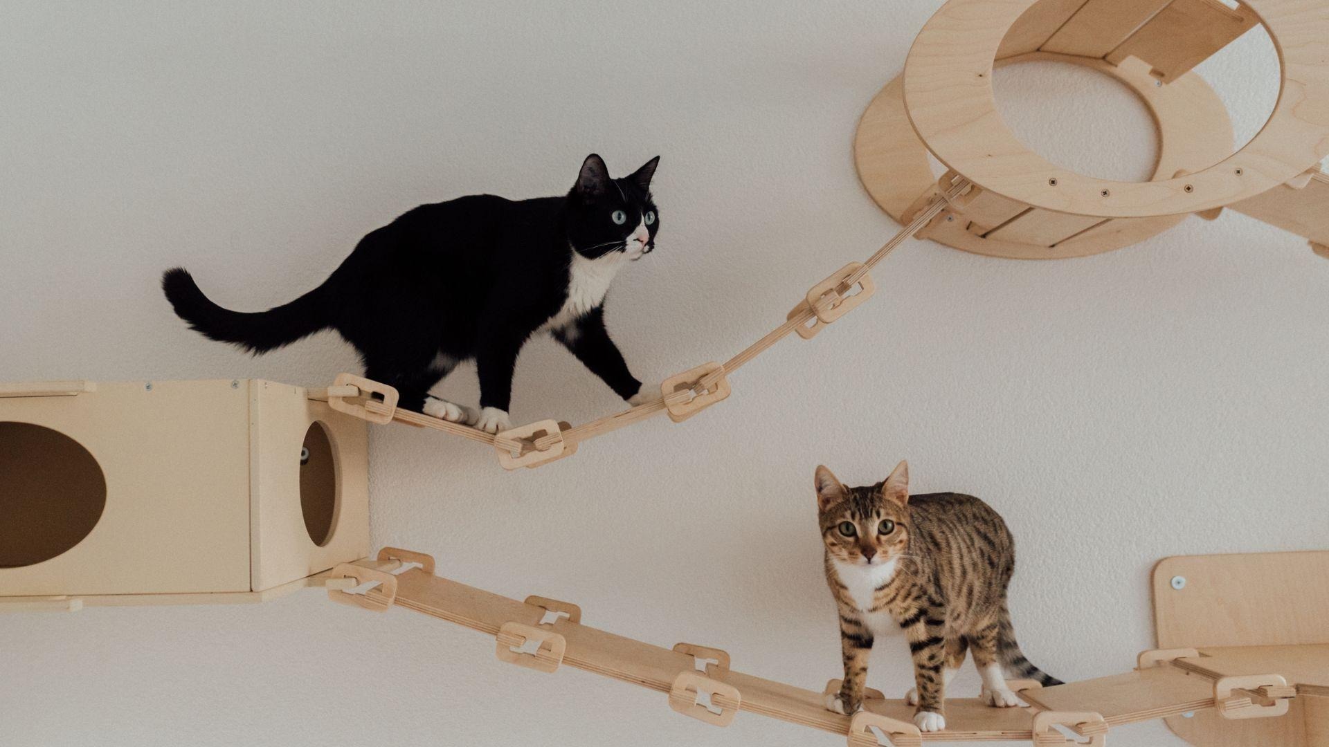 casa_a_prova_di_felino_IDW-Italia-Biella