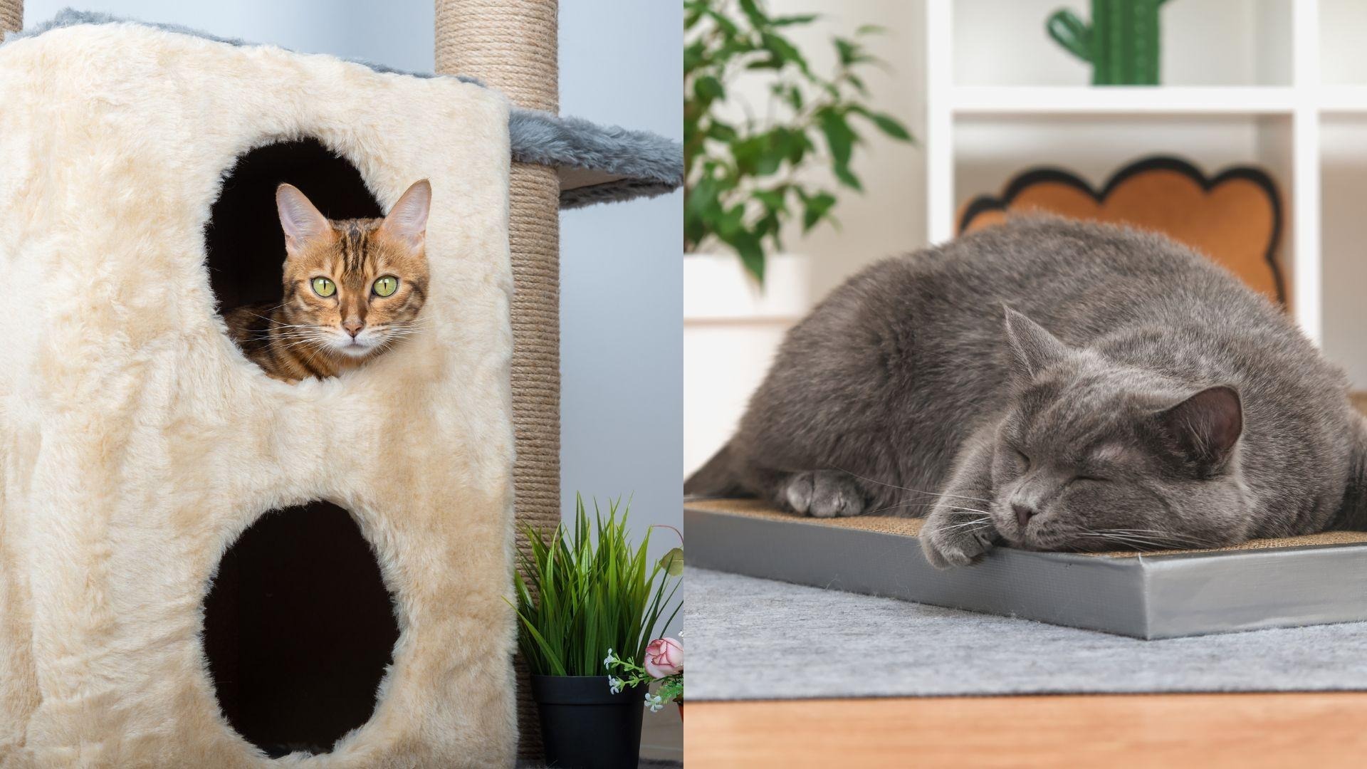 casa_a_prova_di_felino_IDW-Italia-Biella