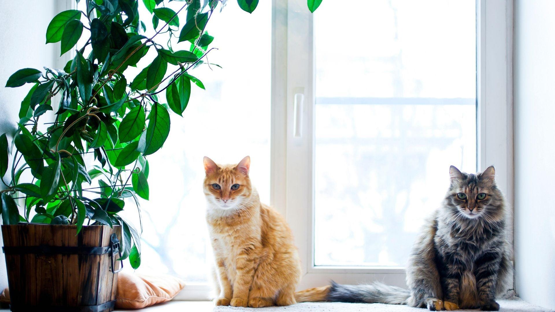 casa_a_prova_di_felino_IDW-Italia-Biella